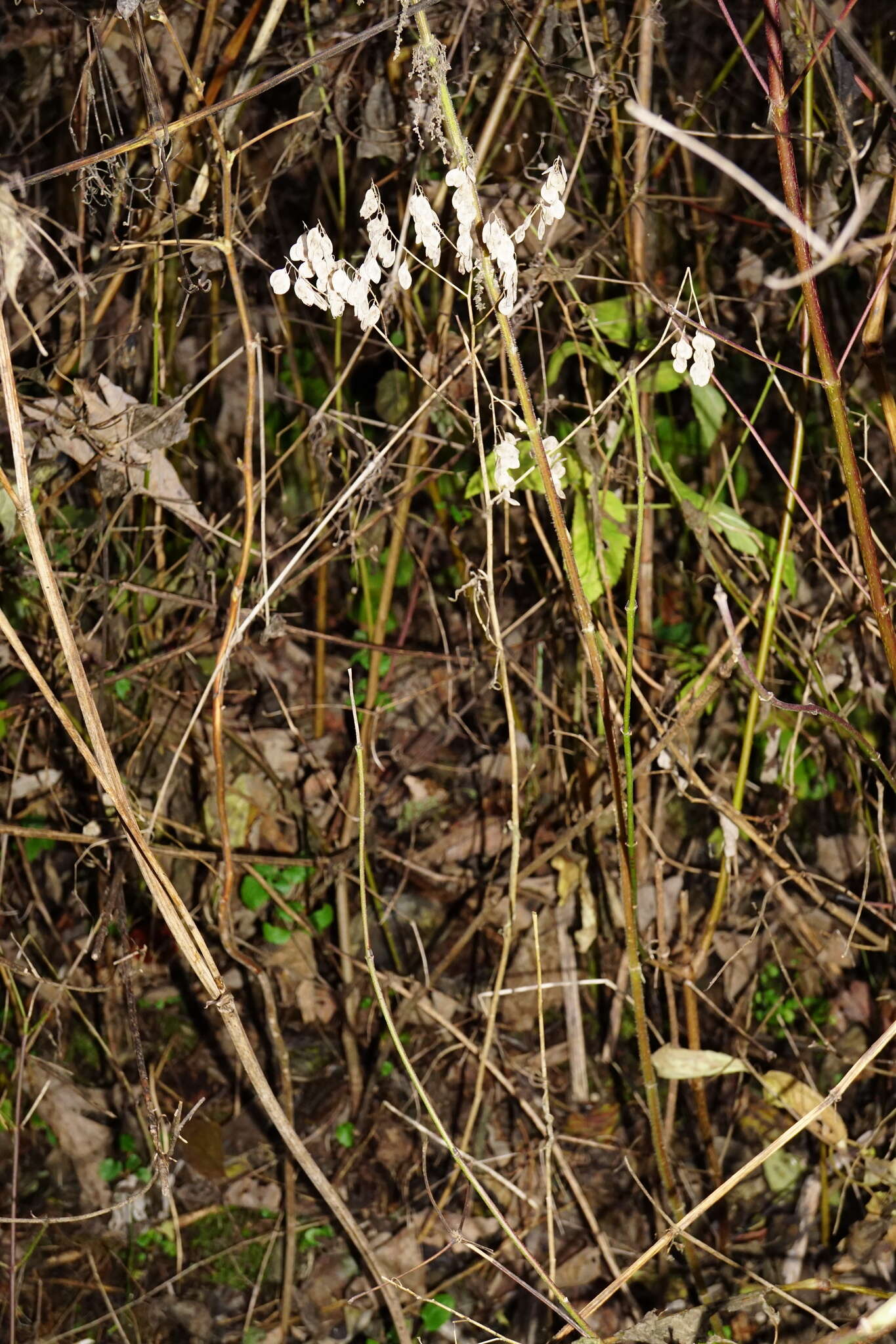 Imagem de Peltaria alliacea Jacq.