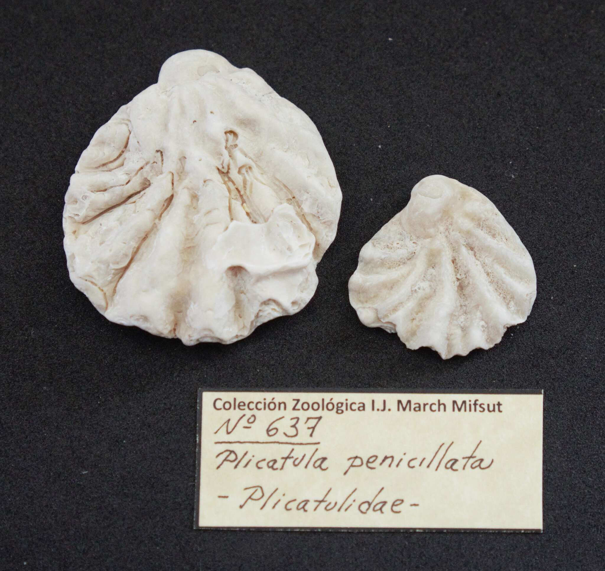 Image de Plicatula penicillata Carpenter 1857