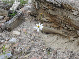 Image of Cosmos palmeri Robinson