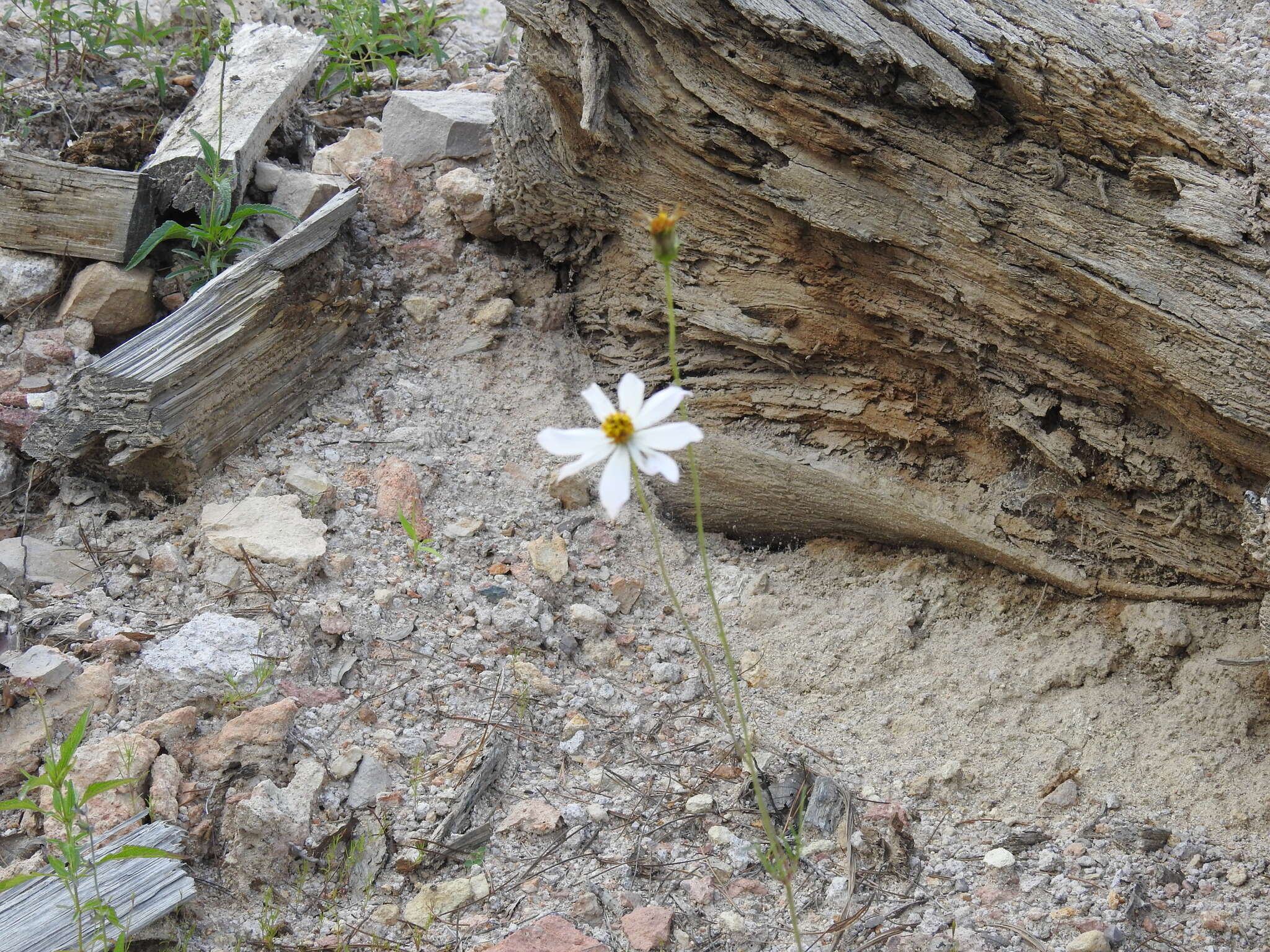 Image of Cosmos palmeri Robinson