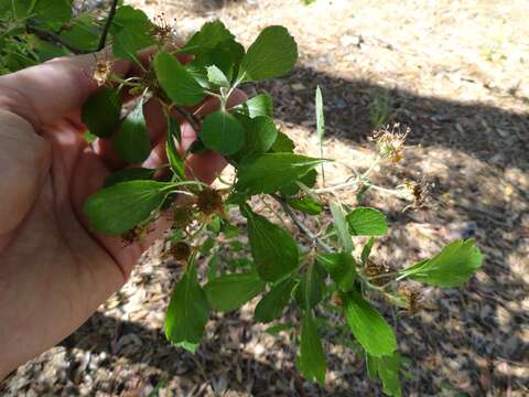 Image of yellowleaf hawthorn