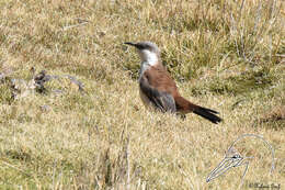 Image of White-bellied Cinclodes