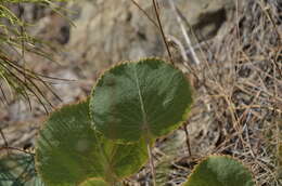 Image of Eryngium thorifolium Boiss.