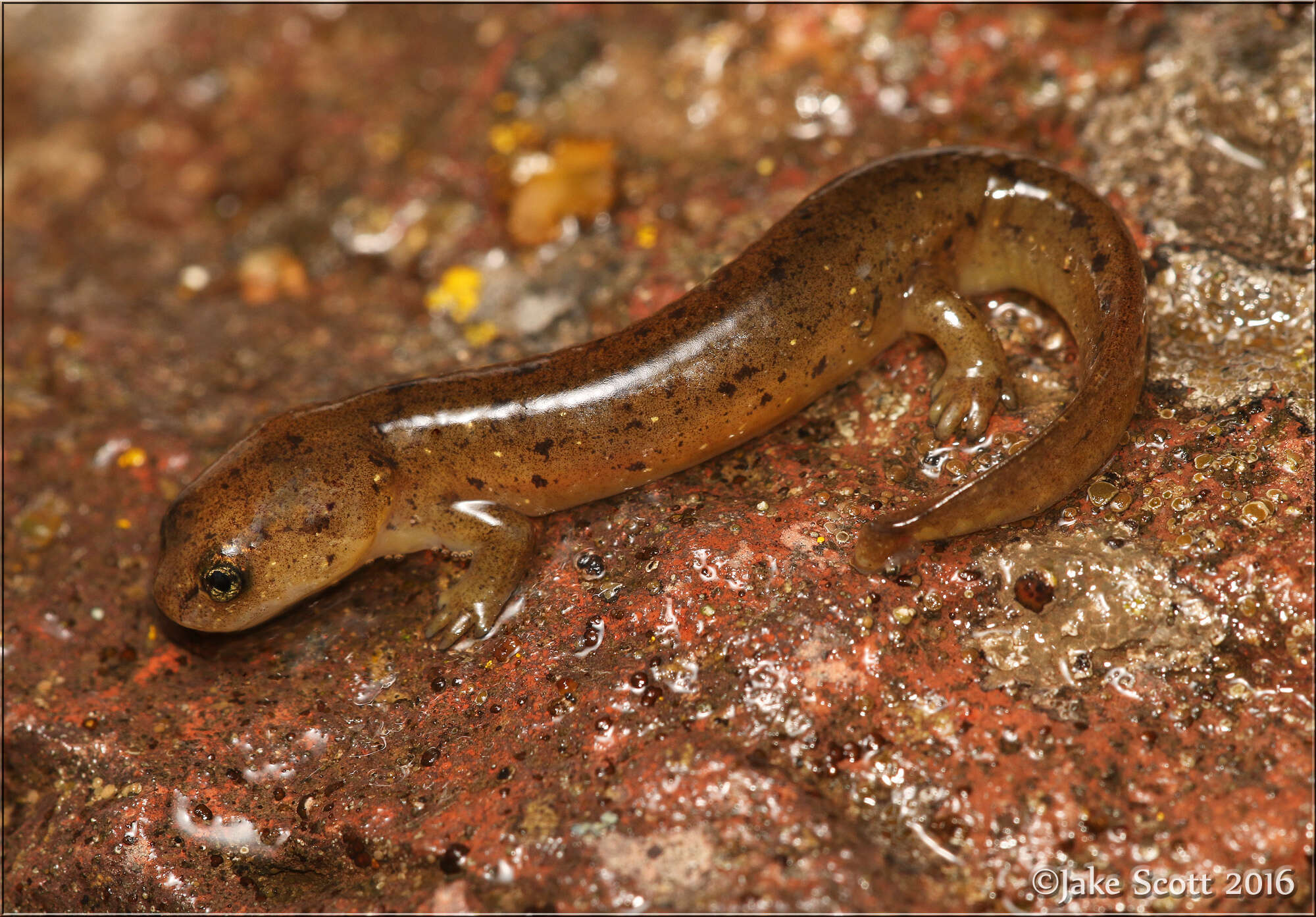 Image of Cascade Torrent Salamander