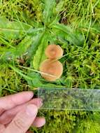 Image of Inocybe flocculosa Sacc. 1887