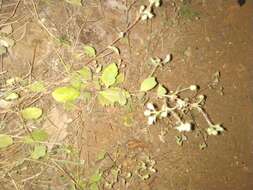 Sivun Blumea oxyodonta DC. kuva