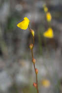 Image de Utricularia guyanensis A. DC.