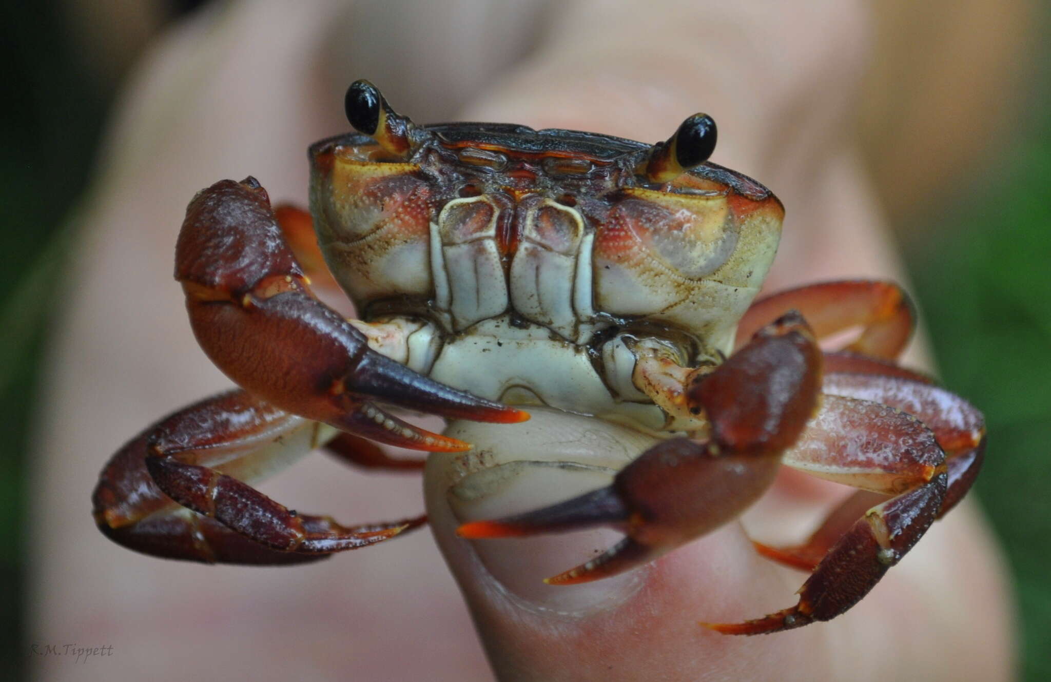 Image of Potamonautes lividus Gouws, Stewart & Reavell 2001