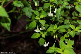 Image of Fuchsia thymifolia subsp. thymifolia