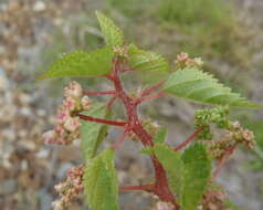 Image of River nettle