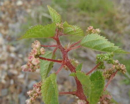 Imagem de Laportea peduncularis subsp. peduncularis