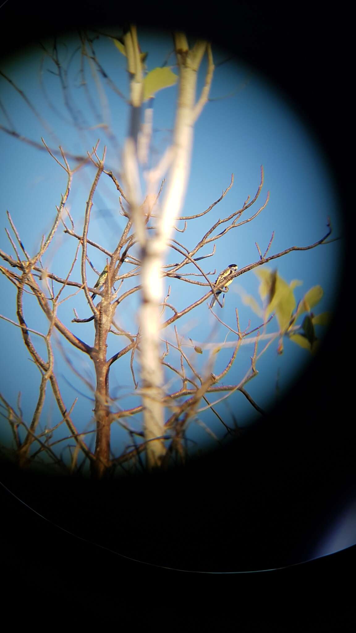 Image of Northern Rosella