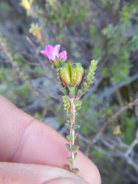 Image of Acmadenia matroosbergensis Phill.