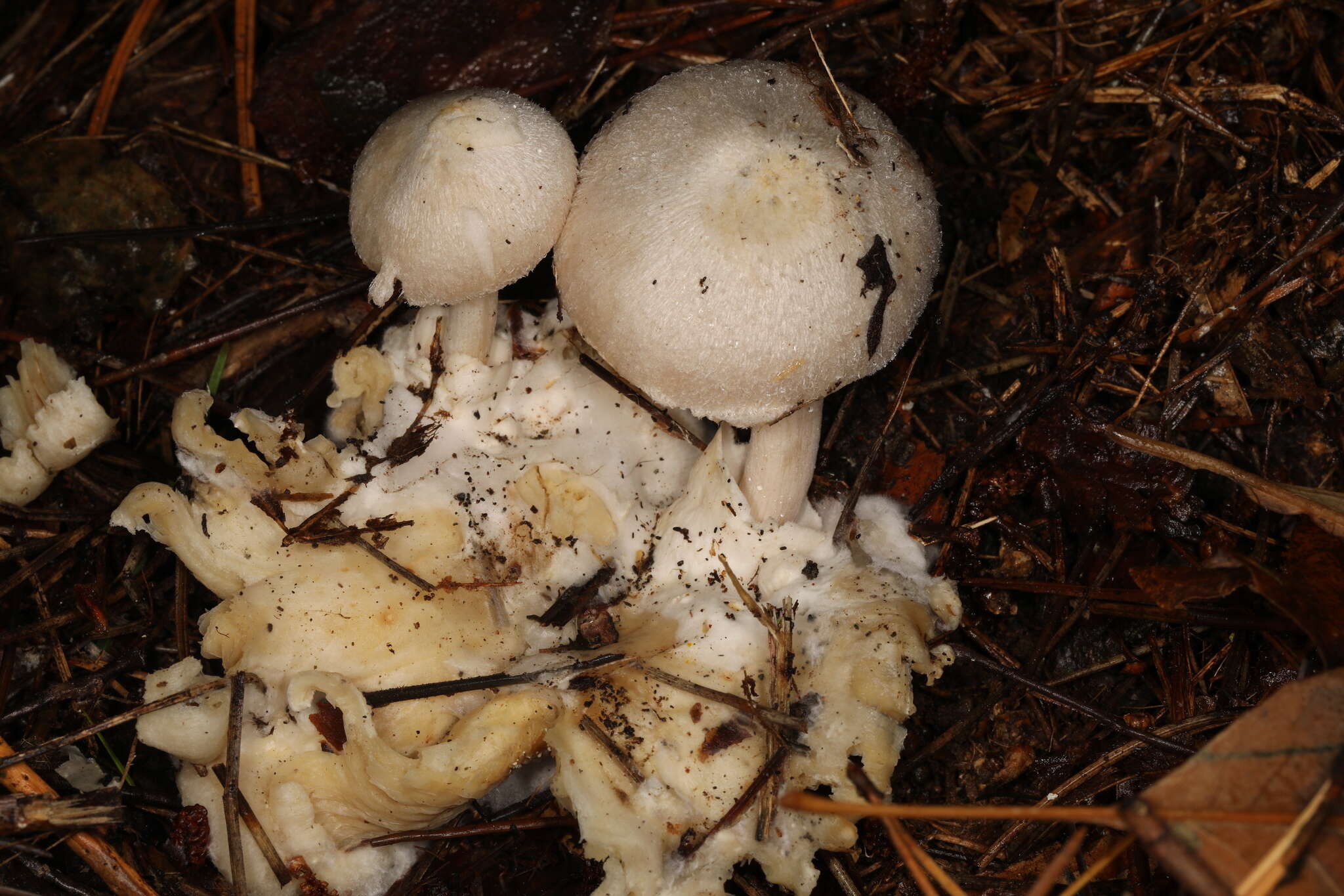 Image of Volvariella surrecta (Knapp) Singer 1951