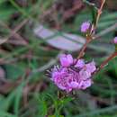 صورة Hypocalymma robustum (Endl.) Lindl.