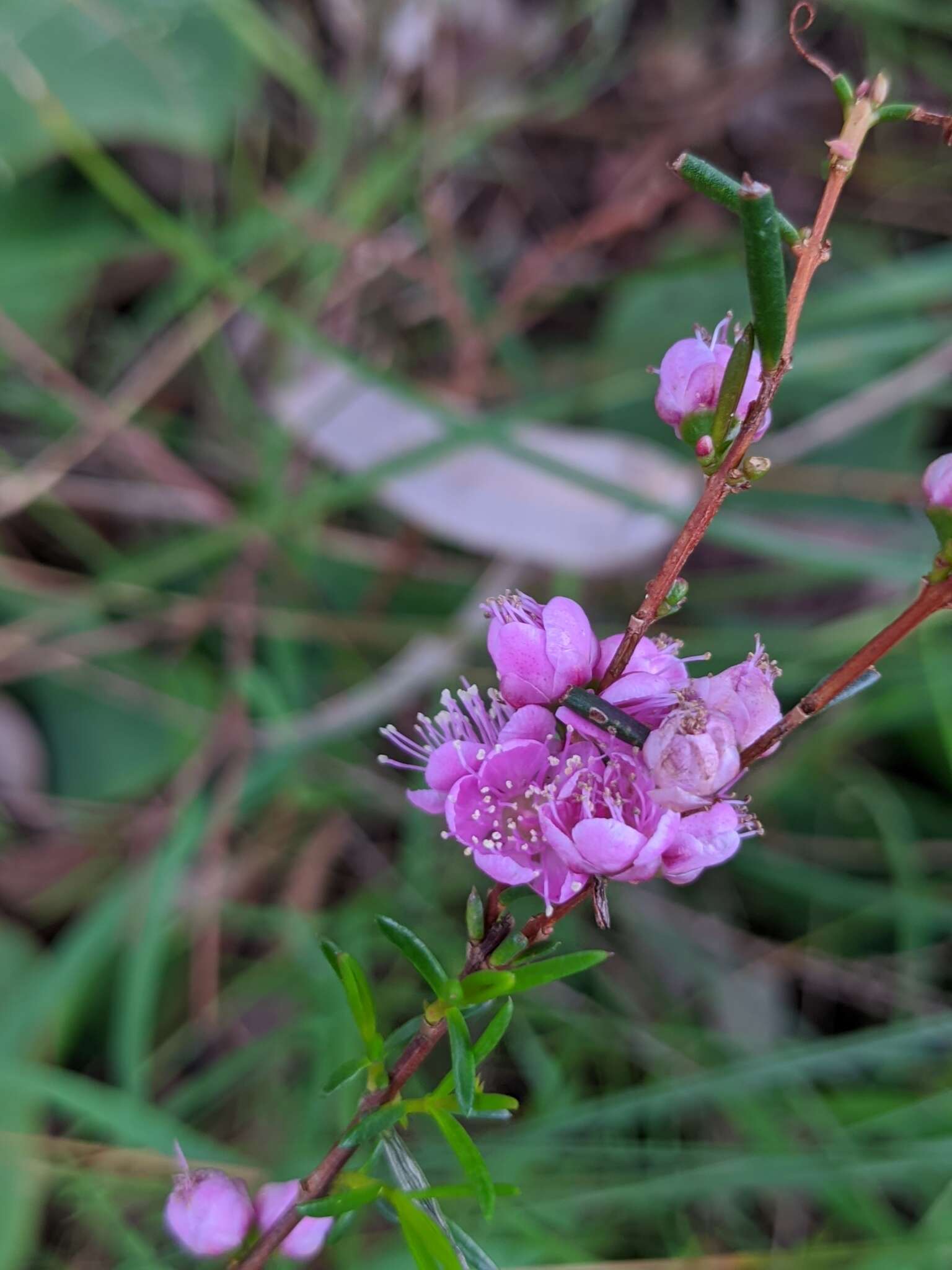 Hypocalymma robustum (Endl.) Lindl. resmi