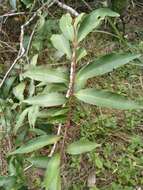 Image of Syzygium floribundum F. Müll.