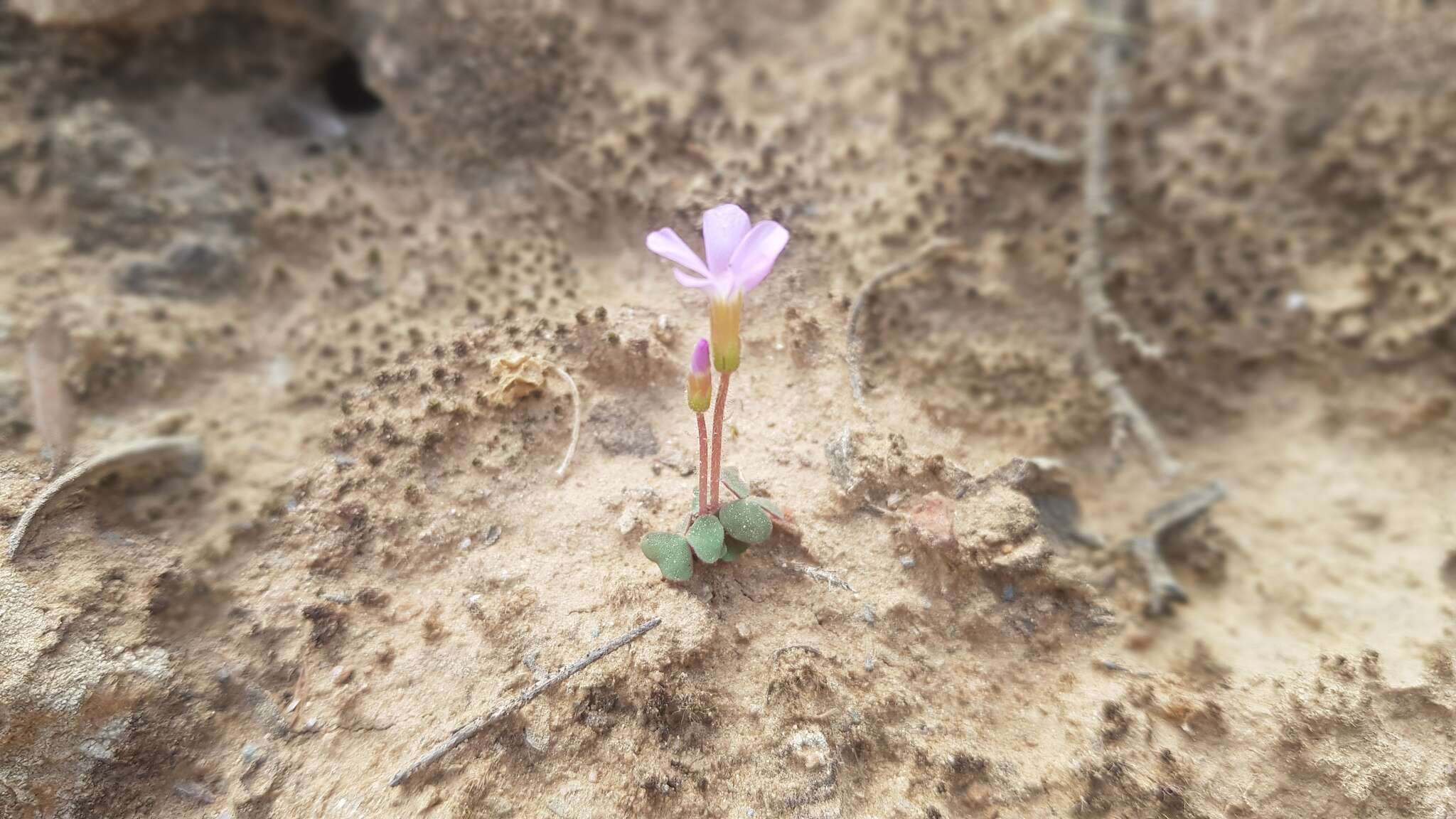 Imagem de Oxalis punctata L. fil.