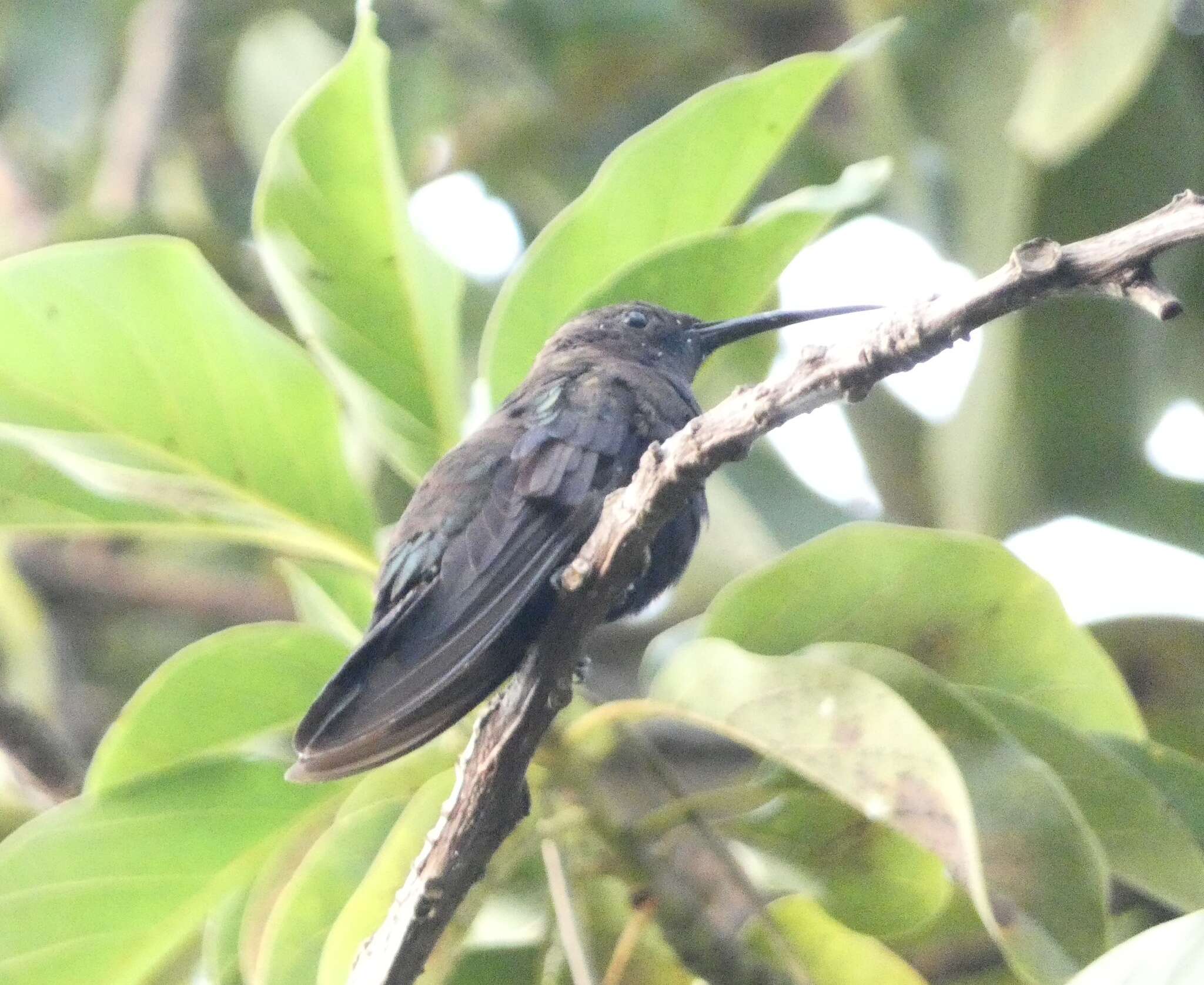 Anthracothorax mango (Linnaeus 1758) resmi