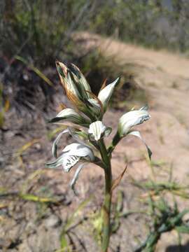 Image of Chloraea multiflora Lindl.