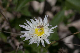 Image of white rocklettuce