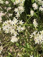 Image of Little River Canyon onion