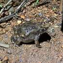 Image of Glandular Toadlet