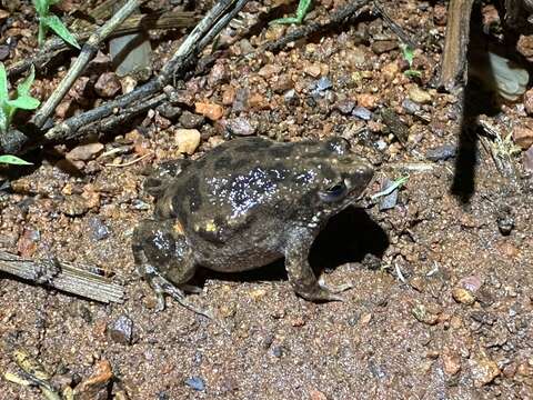 Image of Glandular Toadlet