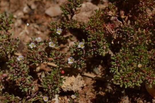 Image of European seaheath