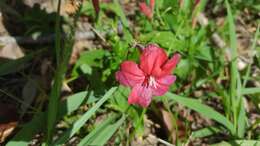 Plancia ëd Ruellia elegans Poir.