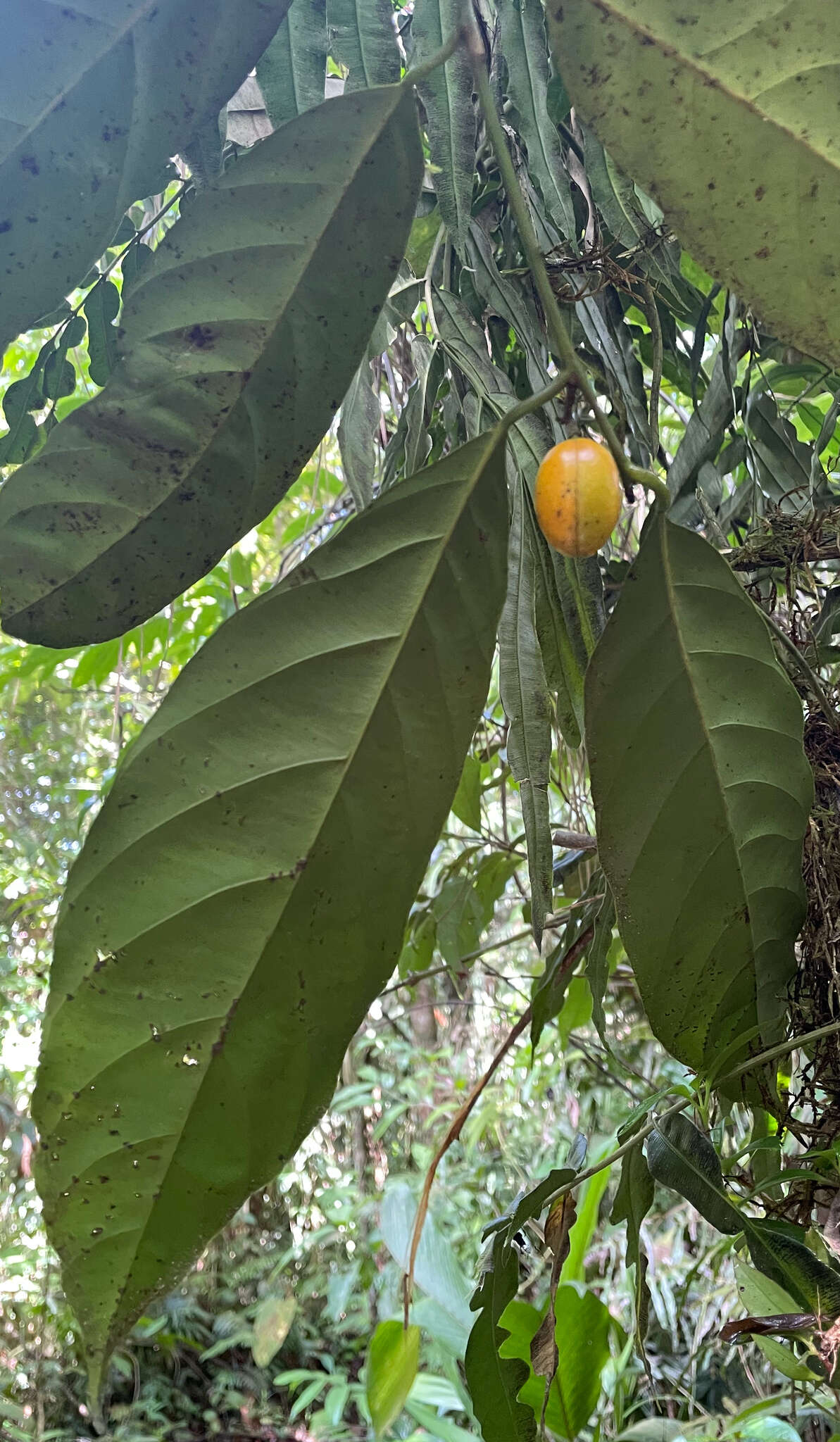 Sivun Compsoneura mexicana (Hemsl.) Janovec kuva