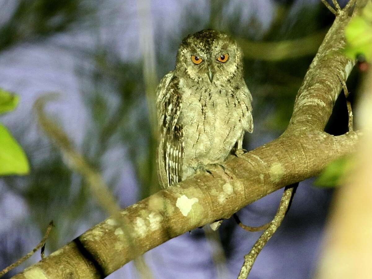 Image of Mantanani Scops Owl