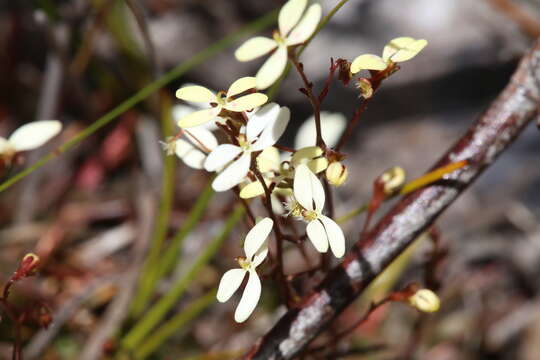 Stylidium caespitosum R. Br. resmi