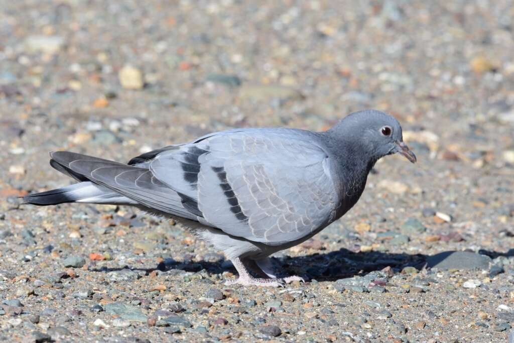 Image of Hill Pigeon