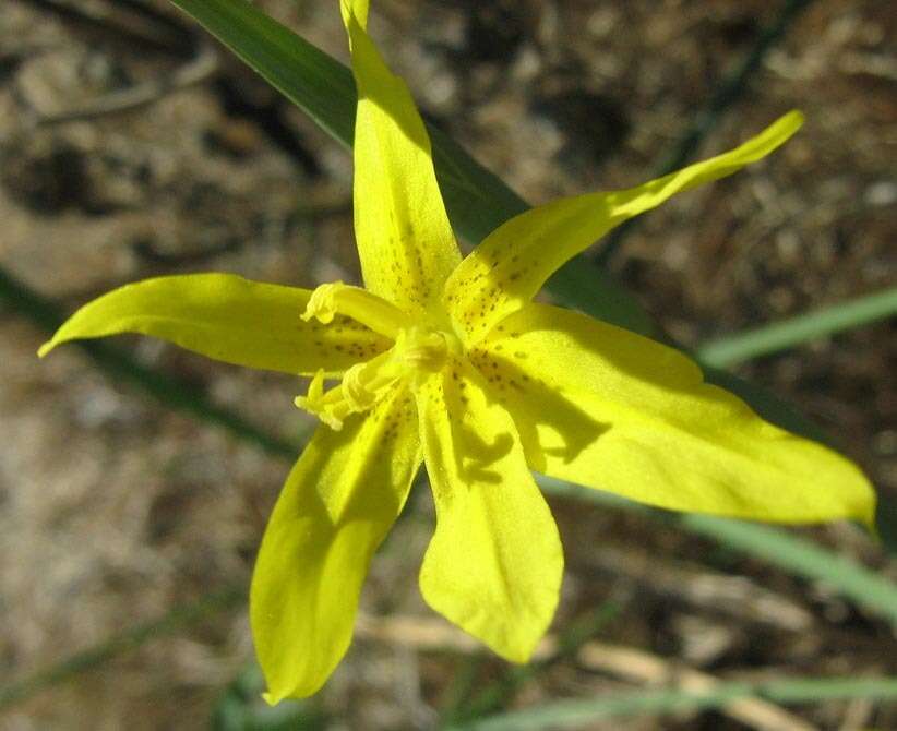 Image of yelow tulip