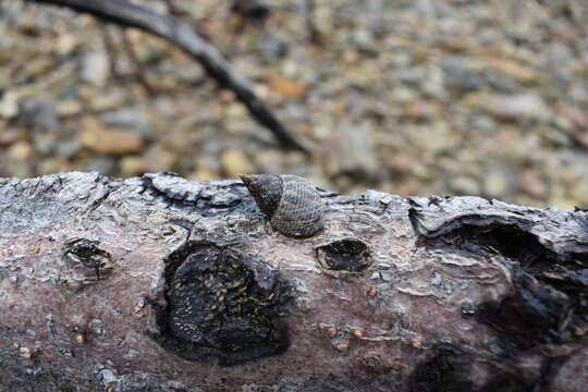 Image of Littoraria scabra (Linnaeus 1758)