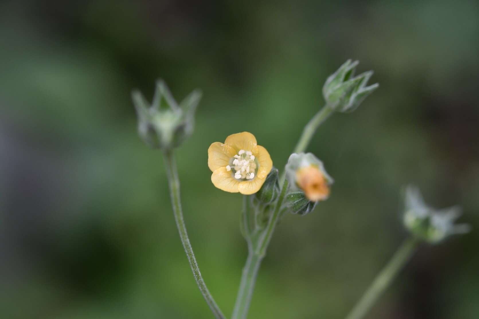 Anoda crenatiflora Orteg. resmi