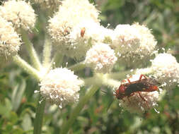 Imagem de Angelica capitellata (A. Gray) Spalik, Reduron & S. R. Downie