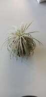 Image of Tillandsia atroviridipetala Matuda