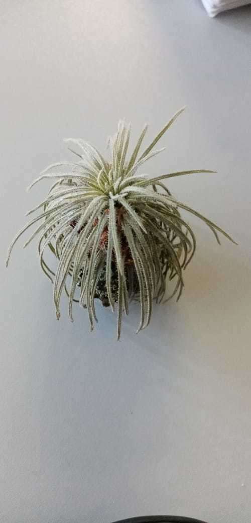 Image of Tillandsia atroviridipetala Matuda