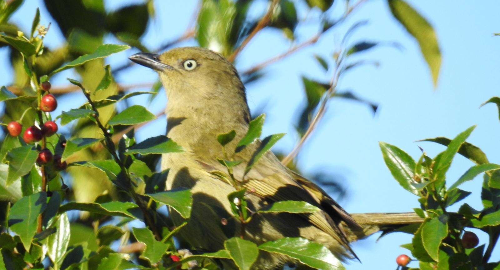 Sivun Rhamnus prinoides L'Her. kuva