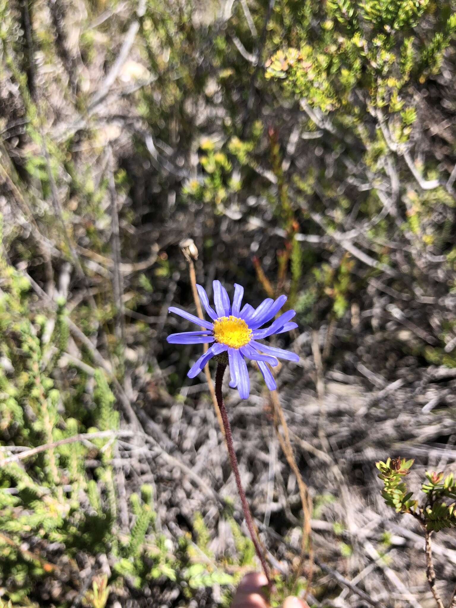 Image of Felicia ebracteata Grau