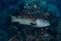 Image of Brown-spotted Grouper