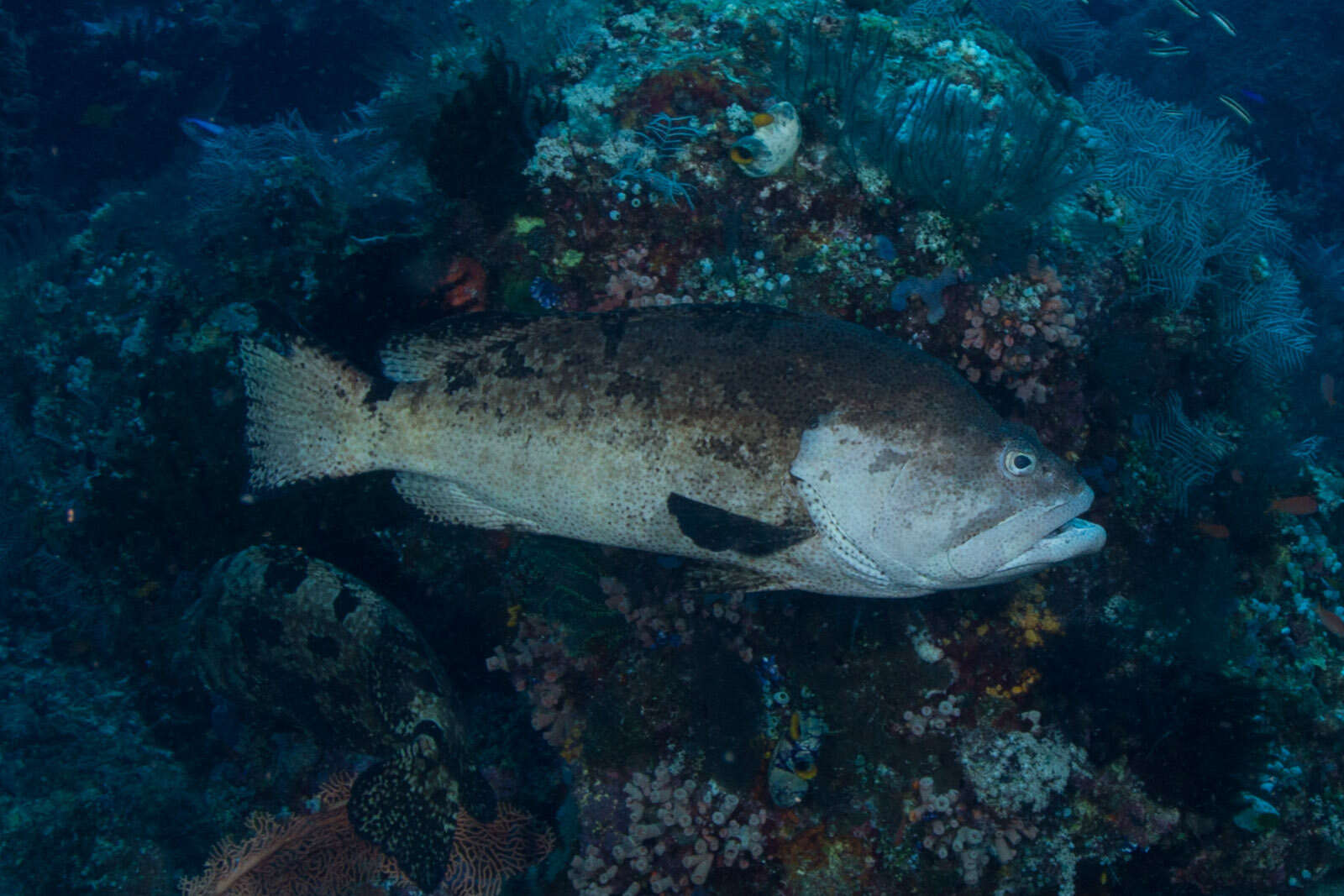 Image of Brown-spotted Grouper