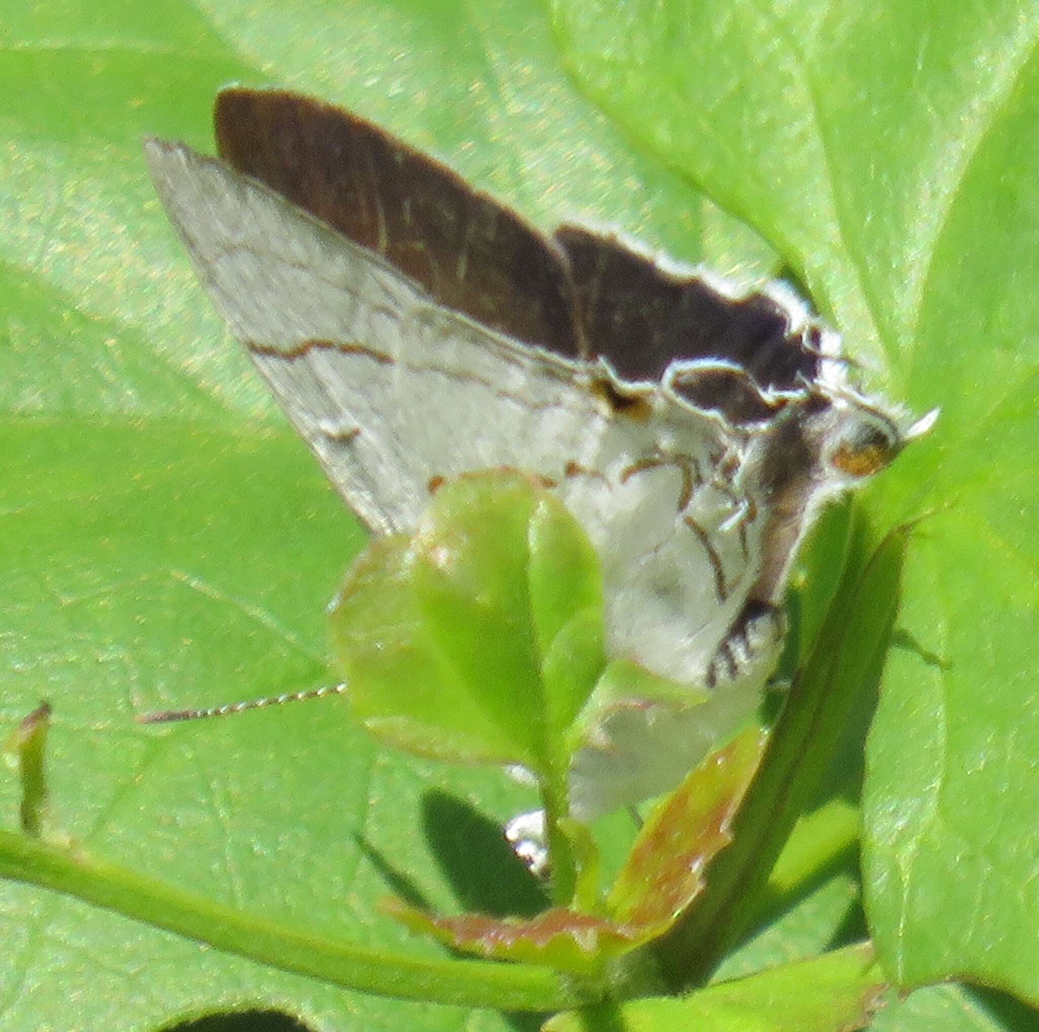 Image of Hypolycaena lochmophila Tite 1967