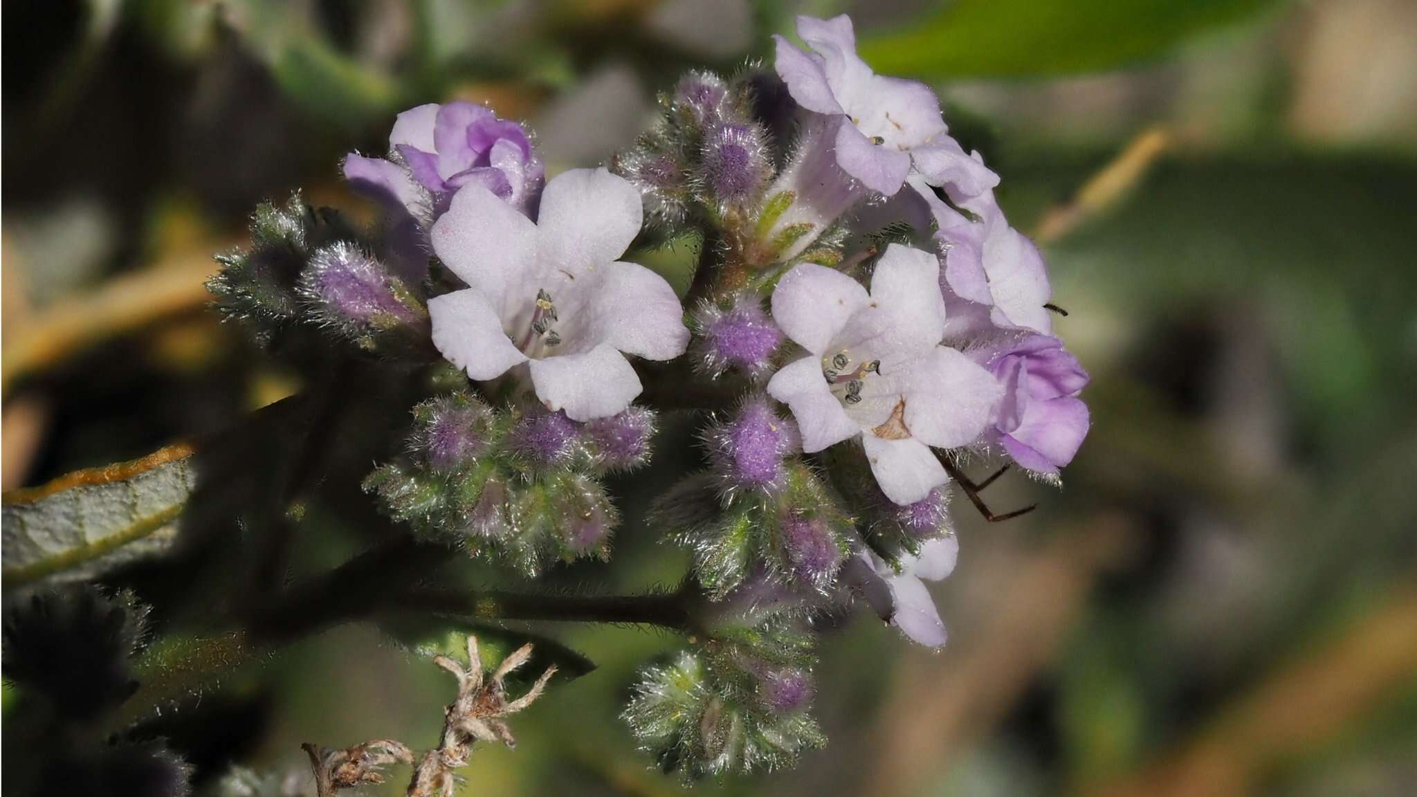 Image of hairy yerba santa