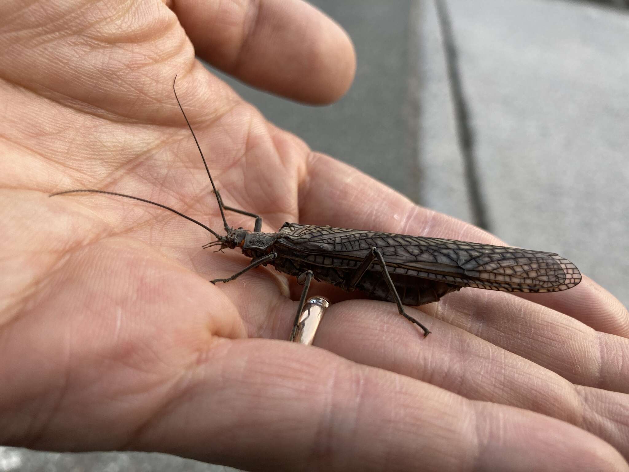 Image of Giant Salmonfly