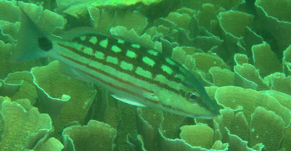 Image of Checkered Seaperch