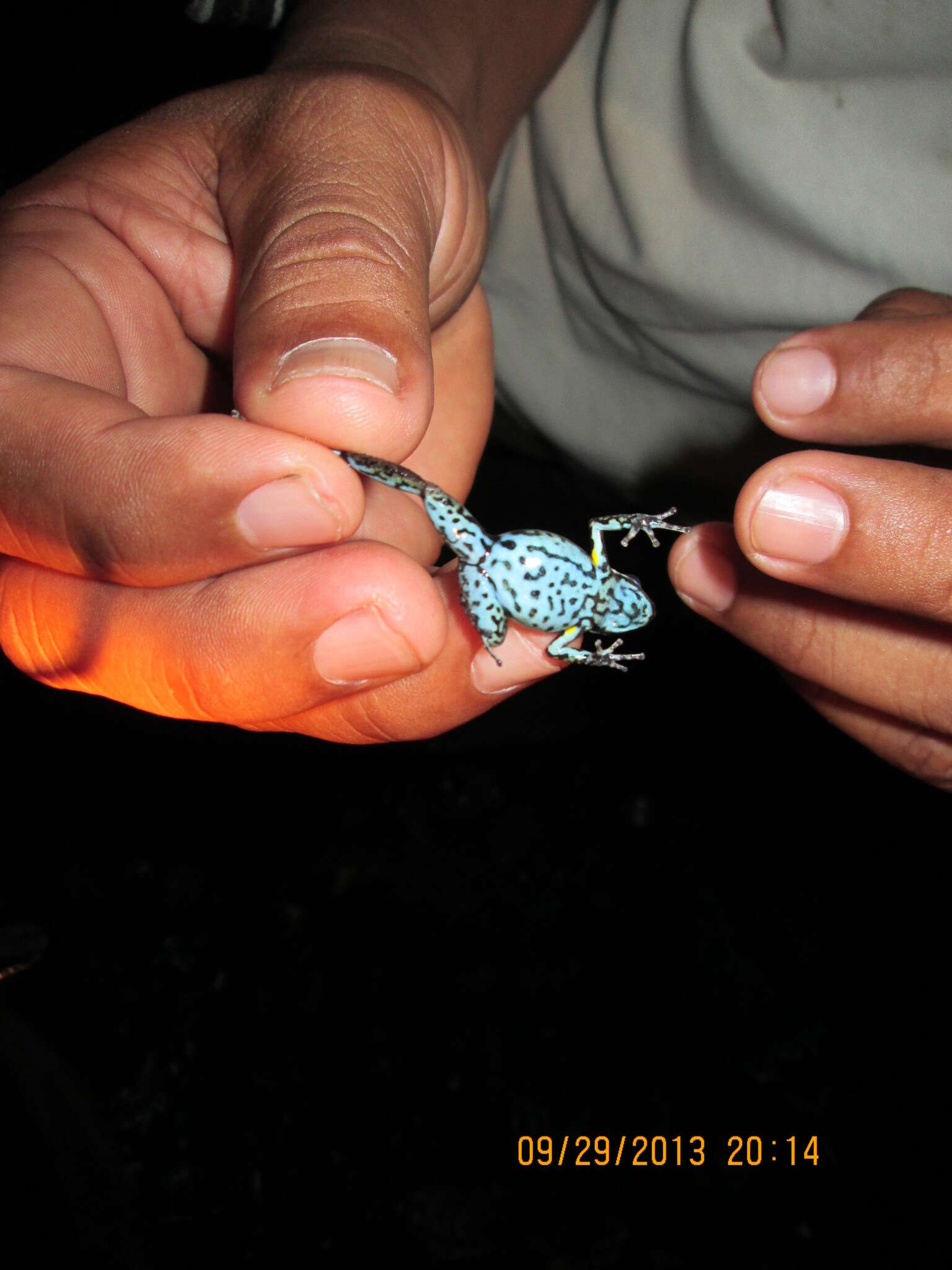 Image of Ecuador Poison Frog