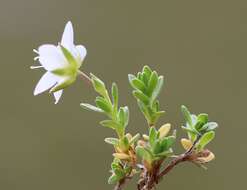 Image de Arenaria ciliata L.